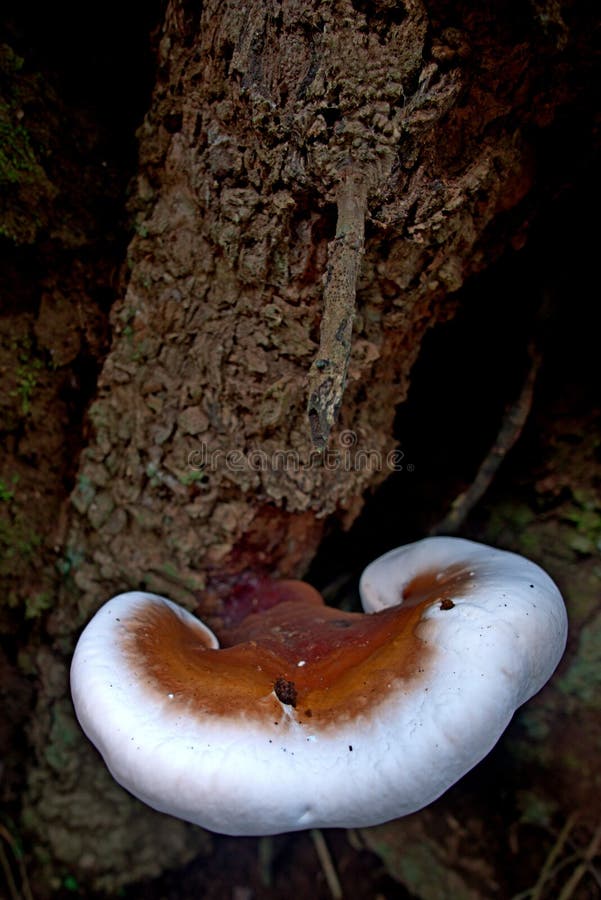 Eucalyptus mushroom stock photo. Image of australia 133025770