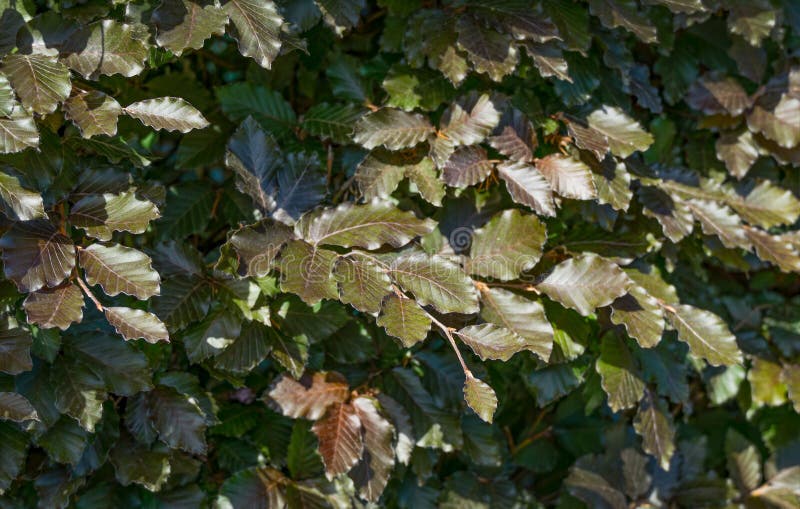 Brown European Purple Beech Leaves Fagus Sylvatica Purpurea On Tree