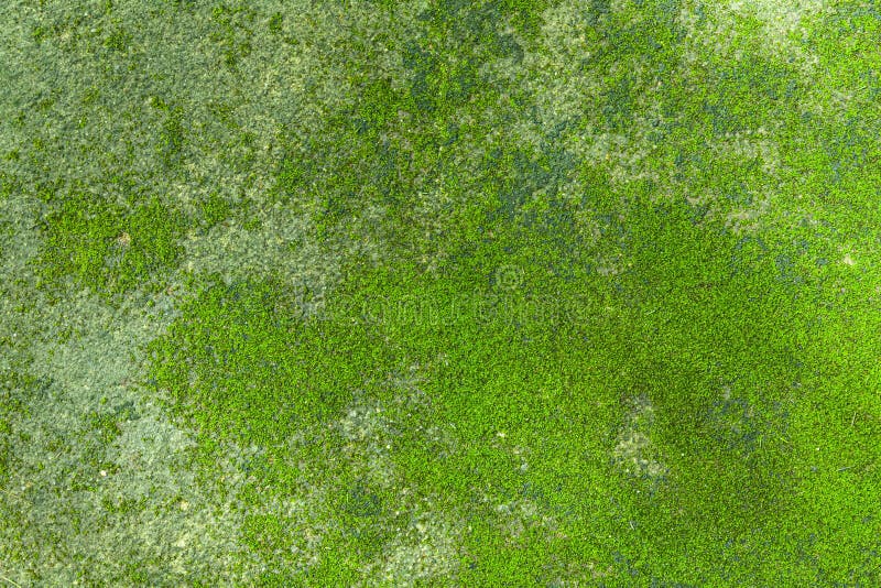 Moss Texture Seamless