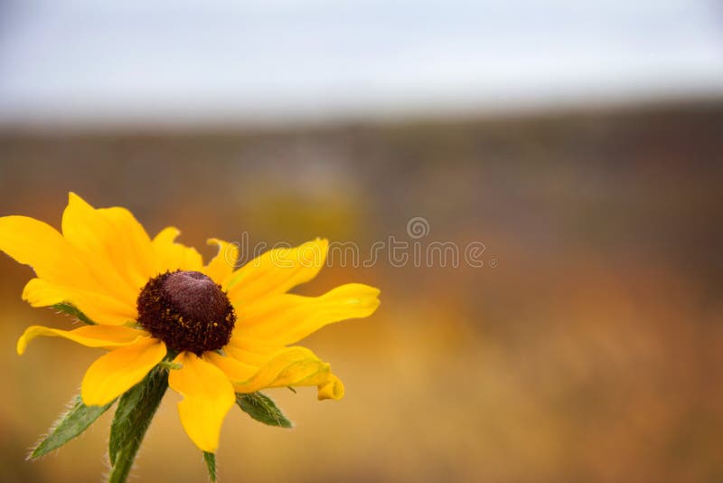 Brown Eyed Susan imagens de stock royalty free Brown Eyed Susan imagens de stock royalty free