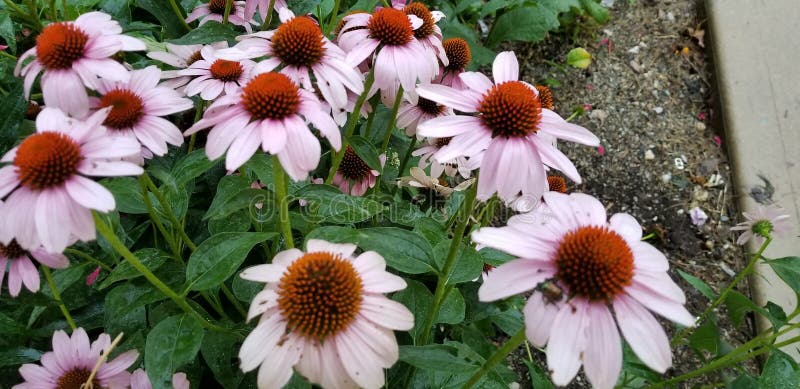 Brown eyed Susan& x27;s royalty free stock image Brown eyed Susan& x27;s royalty free stock image