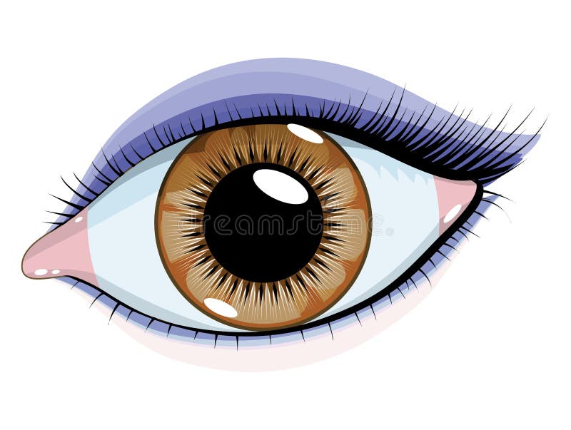 Brown eyes with makeup on a white background