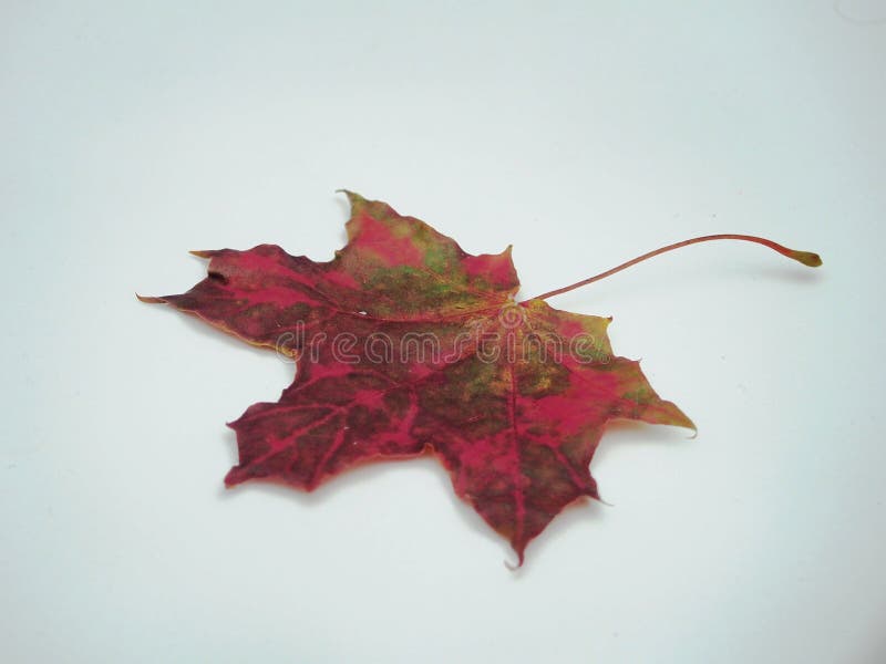 Brown fallen autumn maple leaf on white background. Defoliation. stock photo