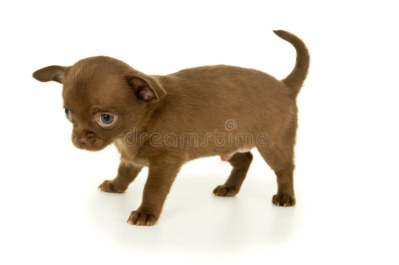 Brown-Farbchihuahuawelpe lizenzfreie stockfotografie Brown-Farbchihuahuawelpe lizenzfreie stockfotografie