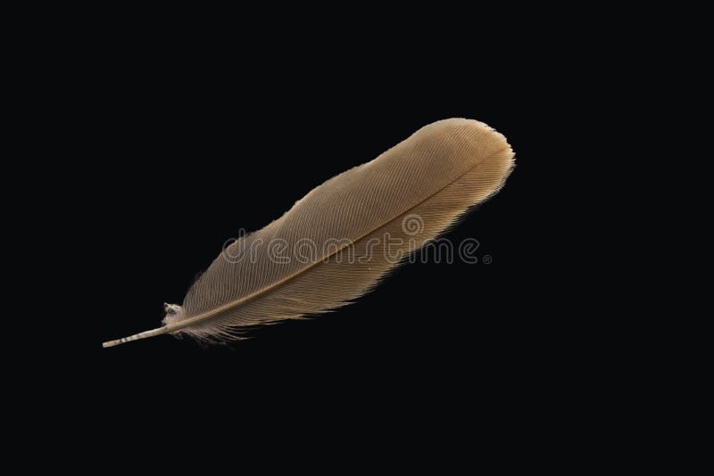 Brown Feather on Black Background. Stock Image Image of lightweight