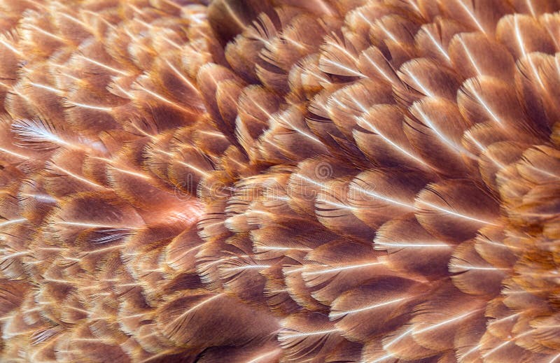 Brown feathers of hen