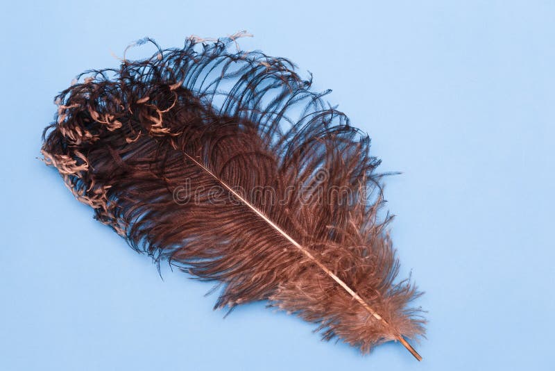 Brown Ostrich Feather, Large Feathers