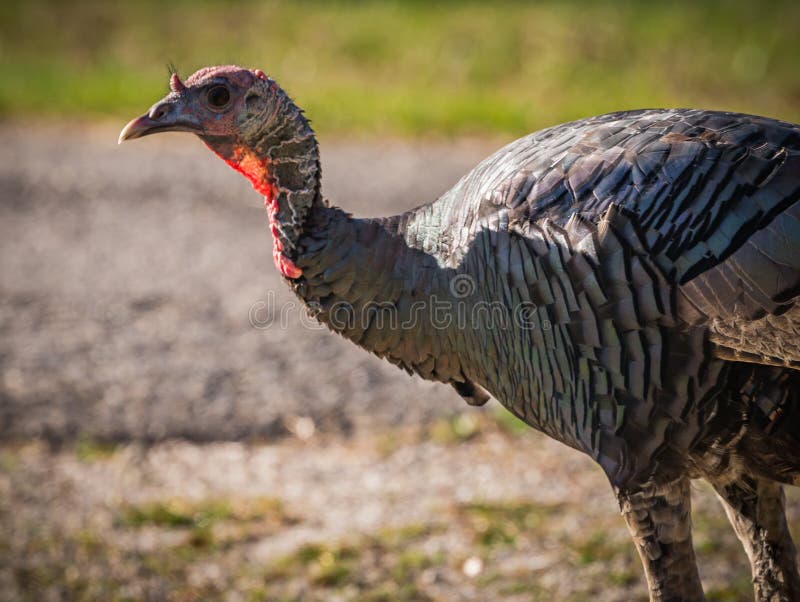 Feathers of turkey stock photo. Image of black, nature 45605774