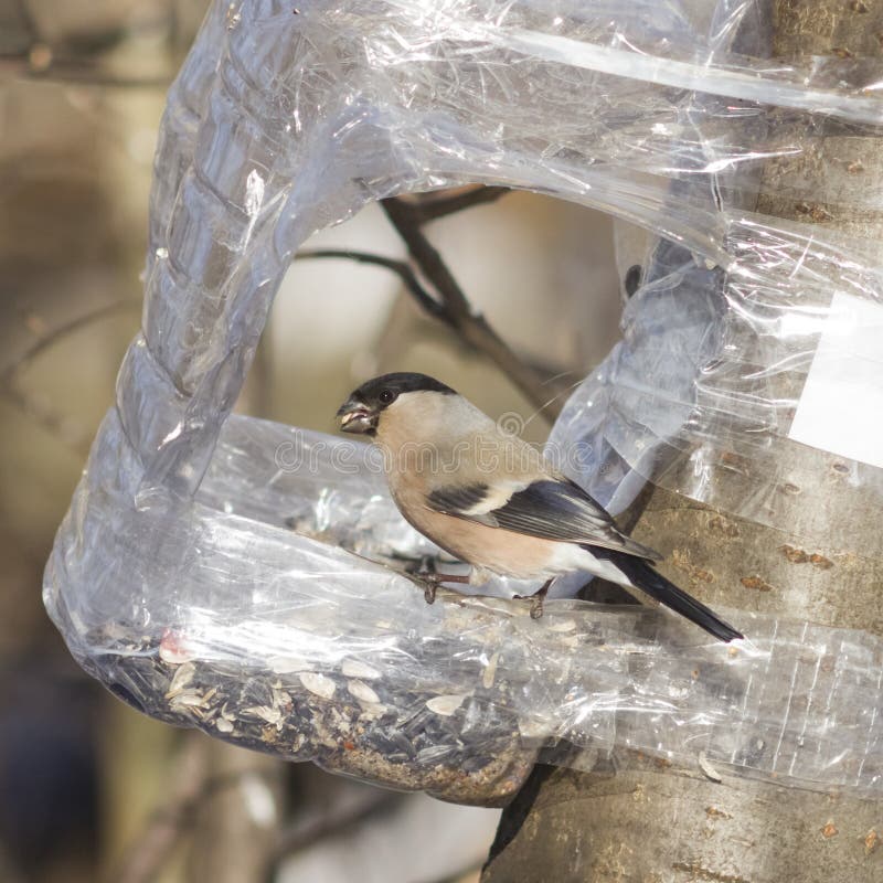 Brown Female of Eurasian Bullfinch, Pyrrhula pyrrhula, close-up portrait at bird feeder from plastic bottle