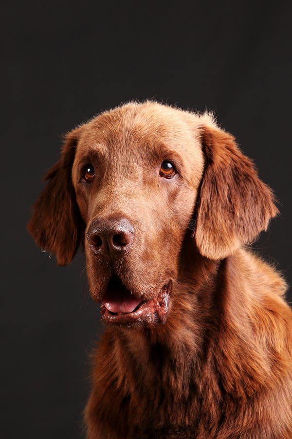 Brown Flat Coated Retriever Is Sitting In The Sunshine Stock Image
