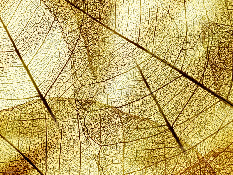 Brown foliage texture royalty free stock photo