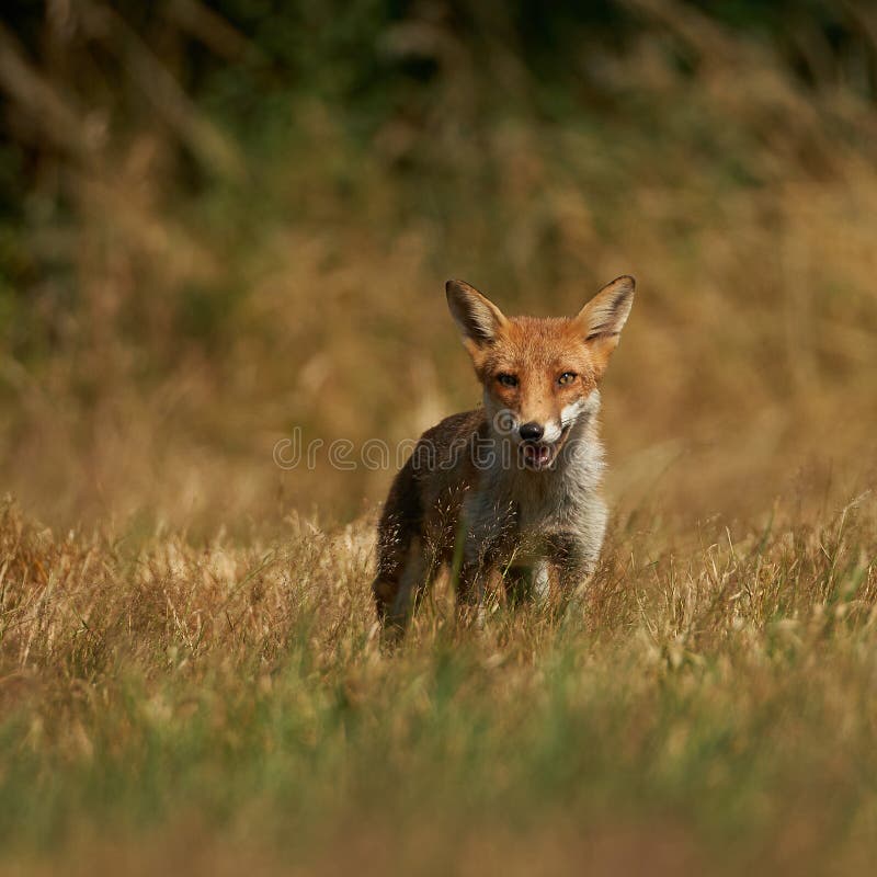 126 Red Fox Chasing Stock Photos - Free & Royalty-Free Stock