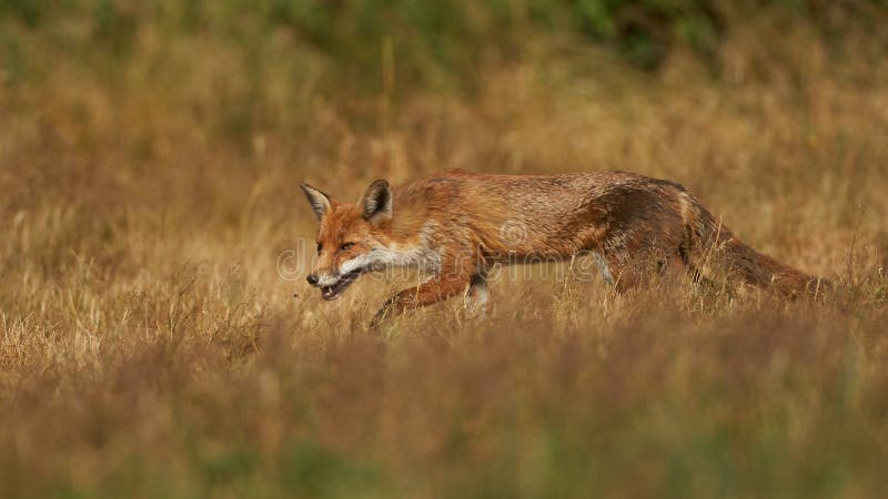 Brown fox hunting for prey stock photo. Image of animals - 190567114