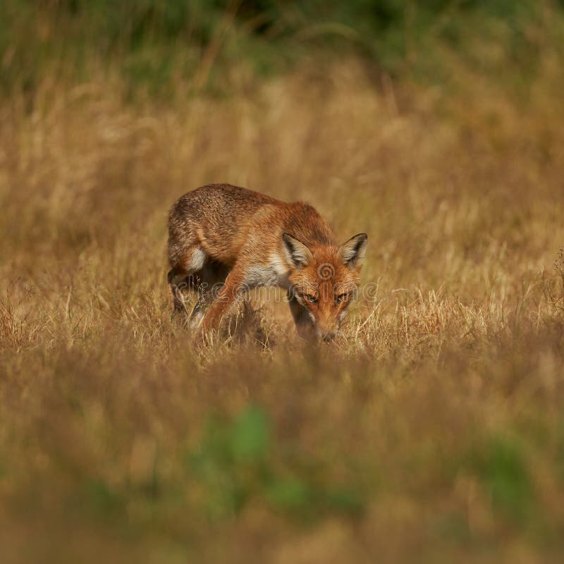 Brown fox hunting for prey stock photo. Image of furry - 190567360