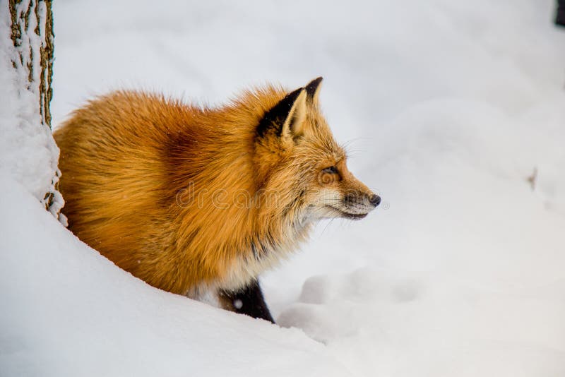 Fighting Foxes Photos Free Royalty Free Stock Photos From Dreamstime Fighting Foxes Photos Free Royalty Free Stock Photos From Dreamstime
