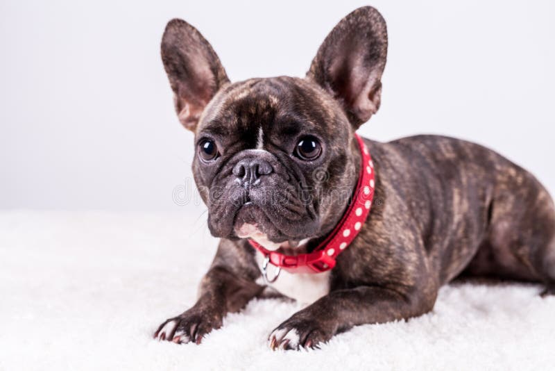 Brown French Bulldog in Lying Position Stock Photo - Image of ...