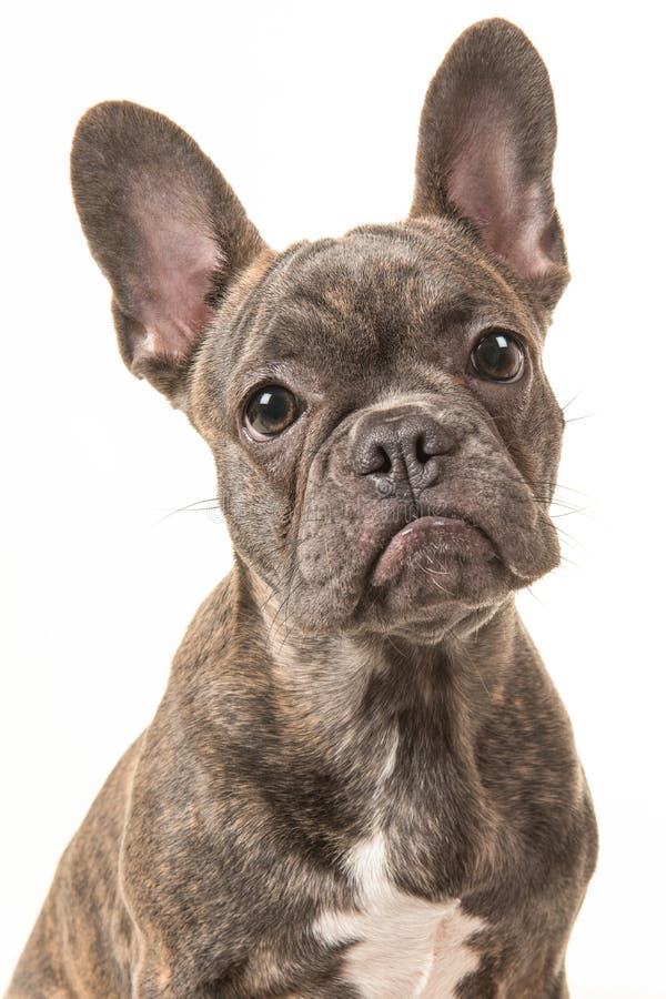 Brown French Bulldog Lying Down on a White Fur Blanket Looking a Stock ...