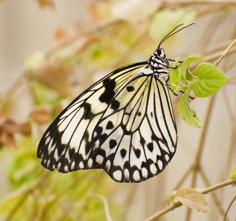 Brown Fritillary Butterfly