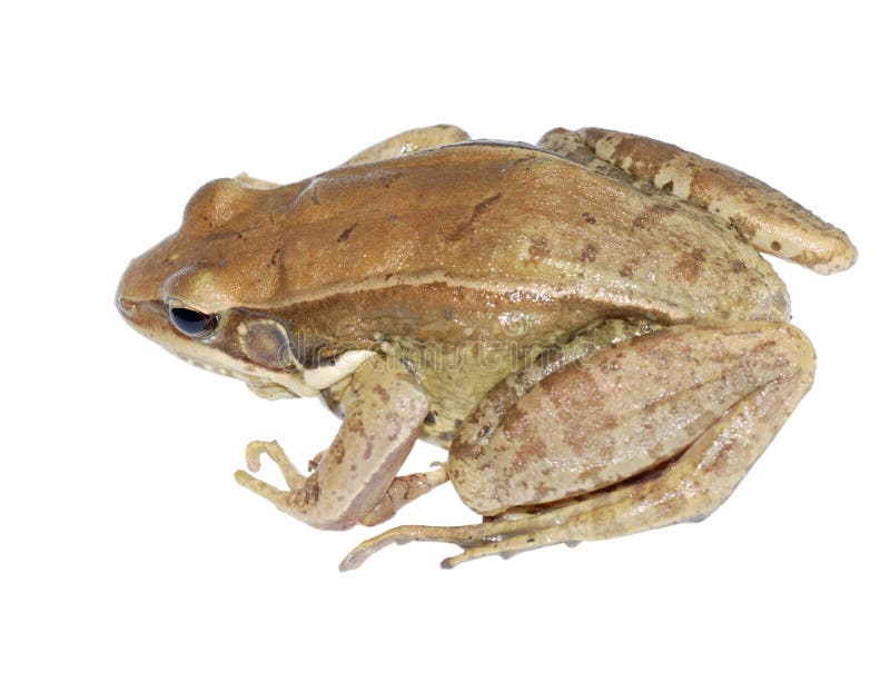 Brown frog stock image. Image of biology, amphibian, cute 13345619