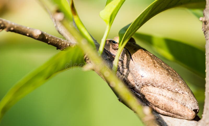 do pet tree frogs hibernate do pet tree frogs hibernate