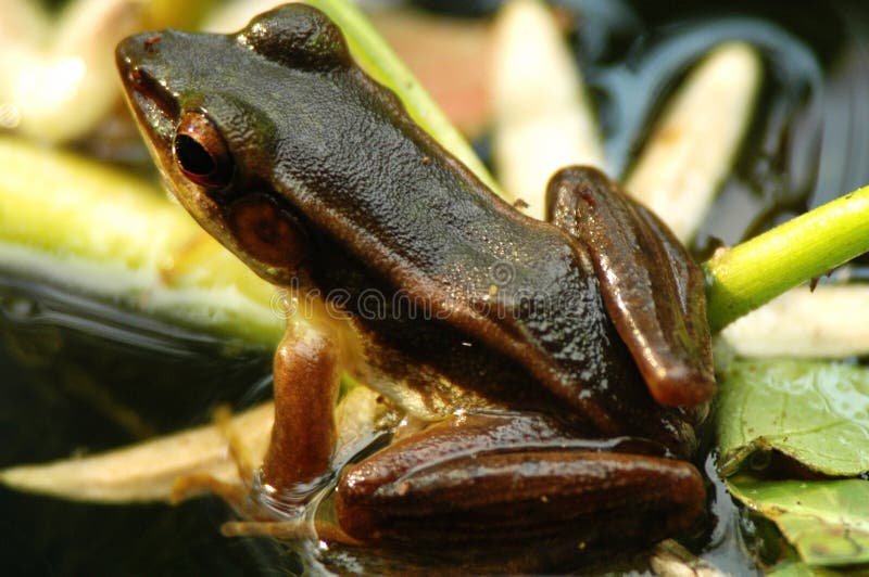 Brauner Frosch Hat Tarnung Zwischen Blades Stockbild Bild von frosch