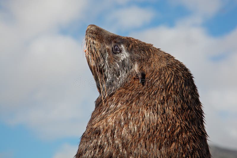 Brown fur seal stock image. Image of region, looking 31161019