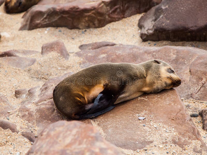 Brown Fur Seal (Arctocephalus Pusillus) Stock Photo Image 35673102