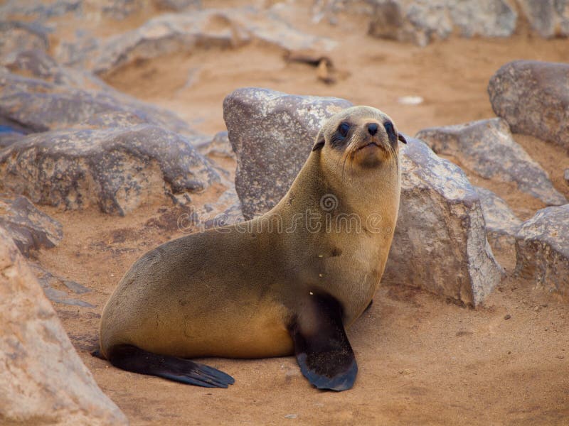 Brown Fur Seal (Arctocephalus Pusillus) Stock Image Image of lion