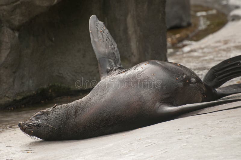 Brown fur seal stock photo. Image of swim, pool, teachable 35533992