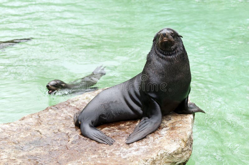 Brown Fur Seal Royalty Free Stock Photography Image 30519987
