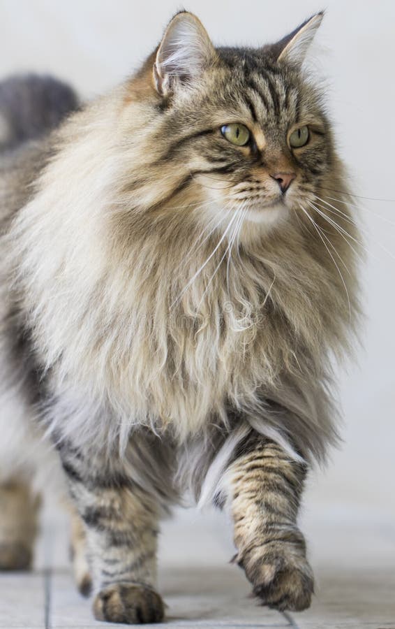 Brown Furry Cat of Siberian Breed in the Garden, Yawning Stock Photo ...