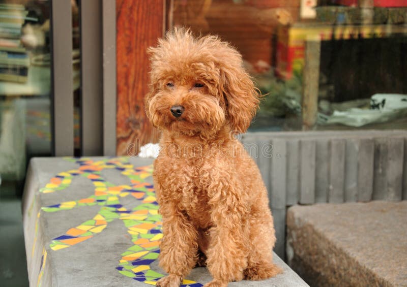 Brown Furry Dog stock image. Image of bench, furry, animal 47225985