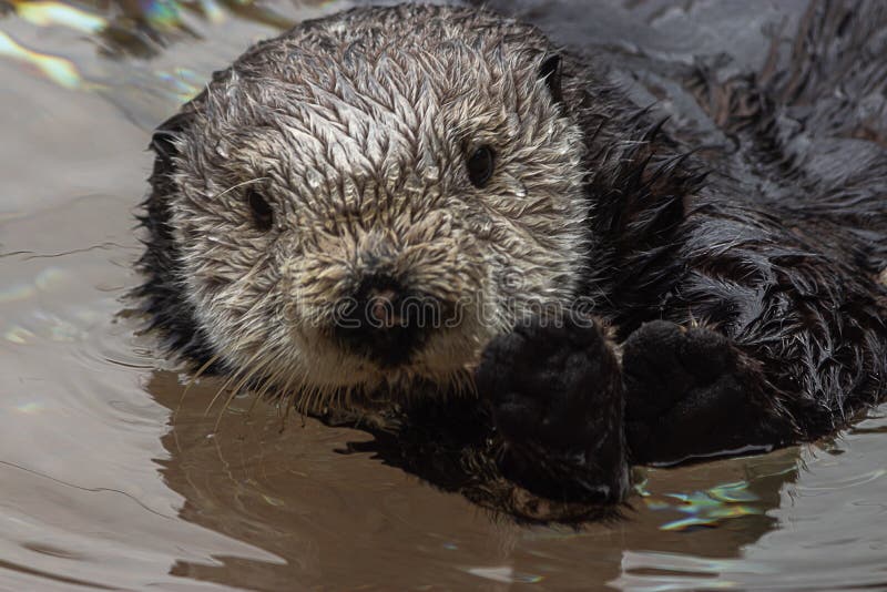 Close Up of a Wet Furry Sea Otter Floating in Water and Looking at the  Camera Stock Photo - Image of lake, mammals: 155782468
