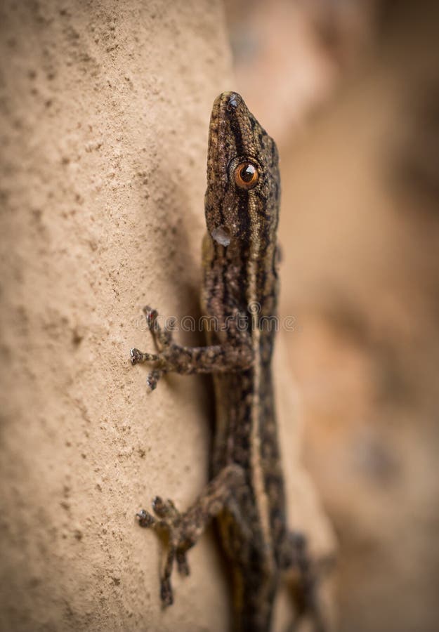 Brown-Gecko, der eine Wand klettert stockbilder Brown-Gecko, der eine Wand klettert stockbilder