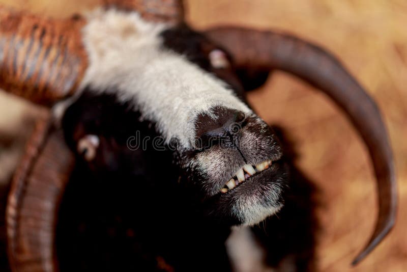 2,661 Goat Mouth Stock Photos Free & RoyaltyFree Stock Photos from