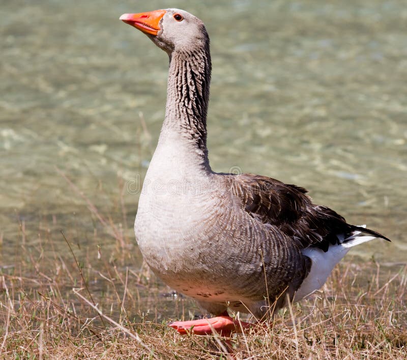 Brown Goose stock photo. Image of closeup, grass, goose 12993204
