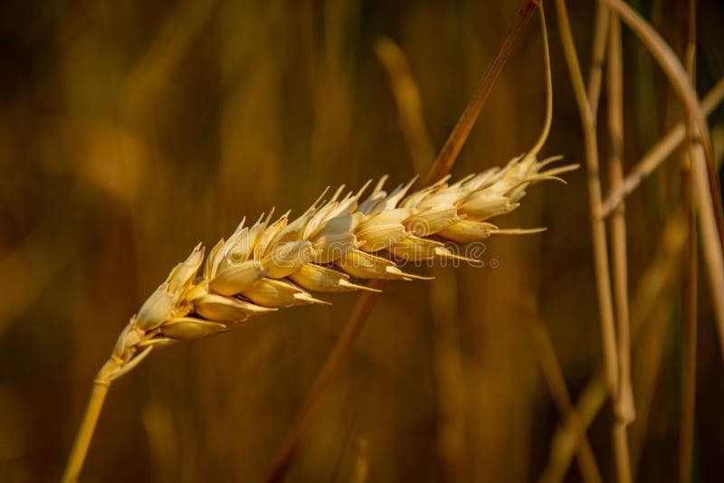 Brown Grass in the Field Getting Blown by the Wind Stock Image Image
