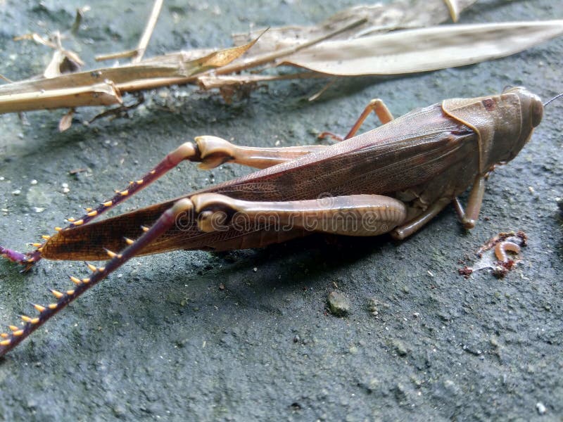 Brown grasshopper Caelifera on the nature background royalty free stock photo Brown grasshopper Caelifera on the nature background royalty free stock photo