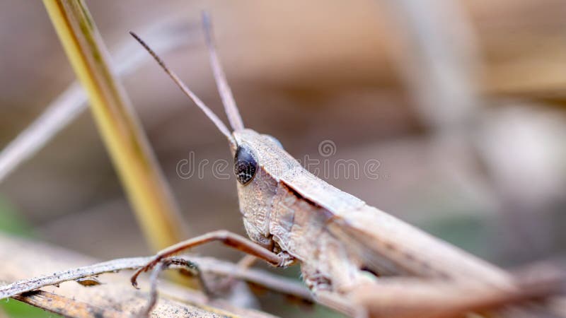 Brown grasshopper camouflage with its surroundings royalty free stock photography Brown grasshopper camouflage with its surroundings royalty free stock photography