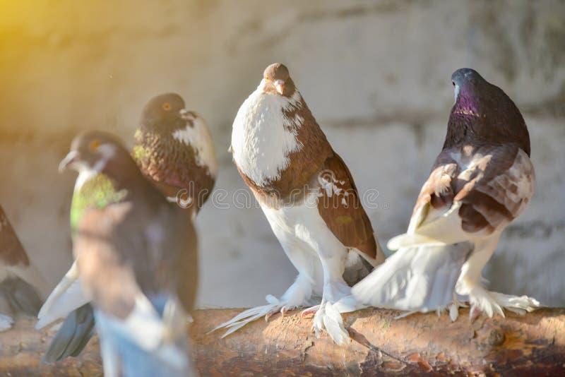 Brown and Gray Pigeons are Sitting on the Perches in Their Bird House Stock Image - Image of ...