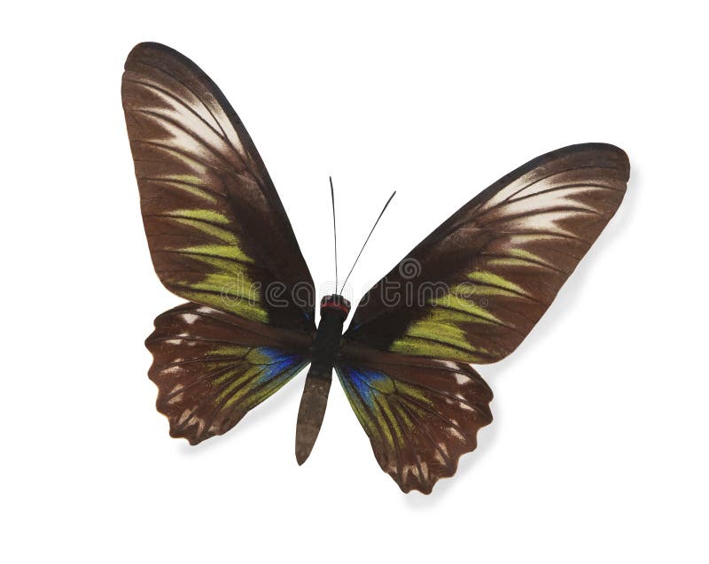 Green Butterfly Isolated on White Stock Photo Image of antennae