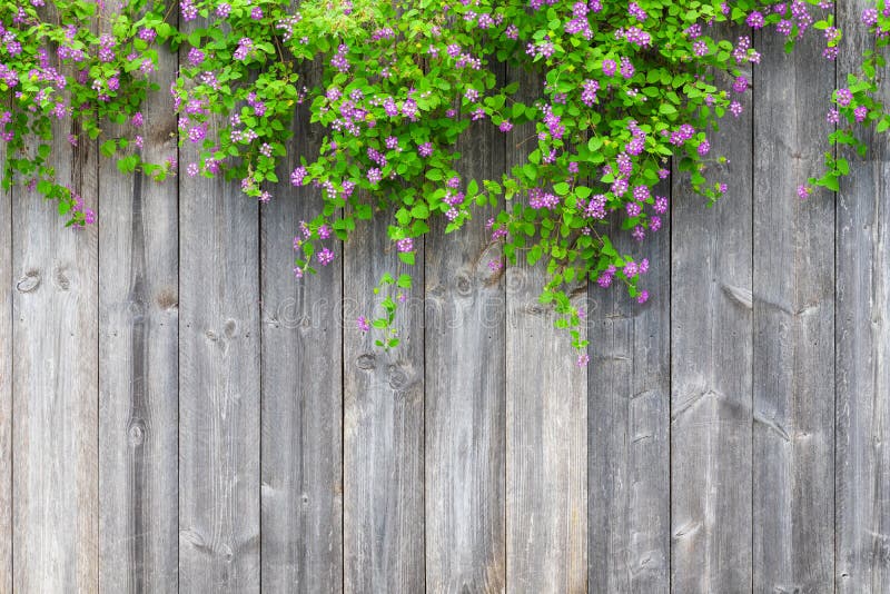 Brown grey wooden fence with beautiful green leaves plant and pink violet flowers border with empty copy space. Texture background