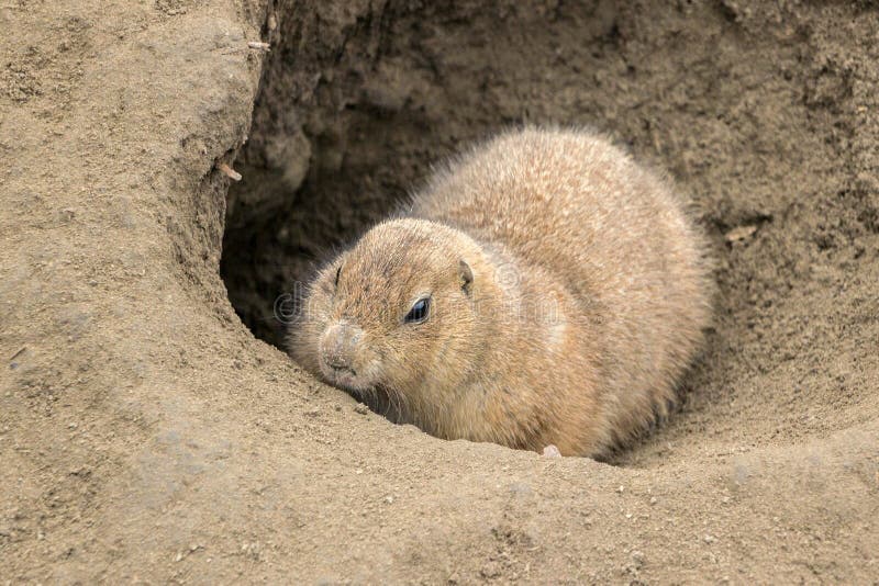 Brown groundhog in sand hole