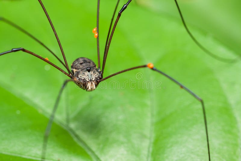 Daddy Long Legs Spider Royalty-Free Images, Stock Photos