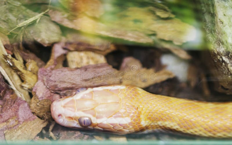 Afrikanische Schlange Fotos Kostenlose Und Royalty Free Stock Fotos Von Dreamstime