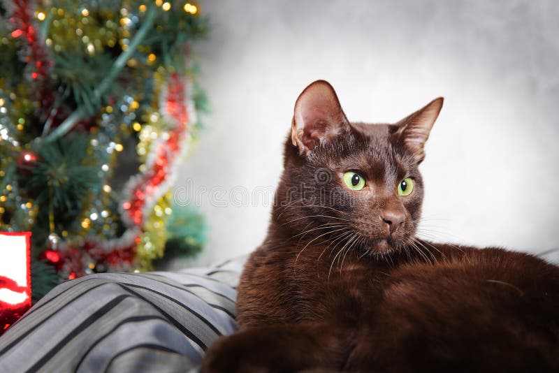 Brown Havana siamese cat