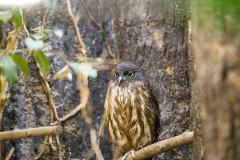 Brown Hawk-owl Ninox Scutulata Stock Image - Image of japonica ...