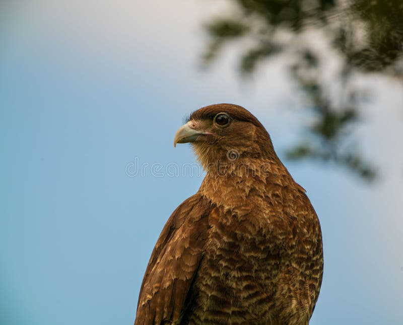 A Brown Hawk Perched arkivfoton