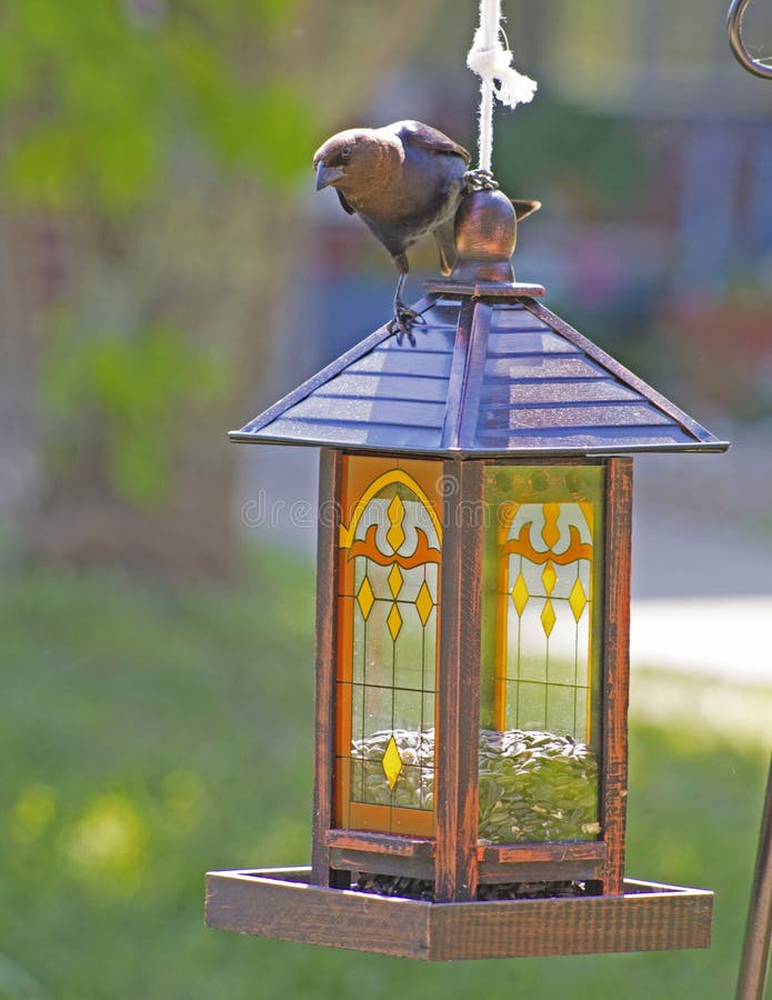 A Brown Headed Cowbird Perches on a Bird Feeder. Stock Photo Image of