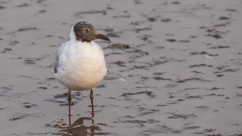 Brown-headed Gull On Shallow Sea